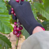 Tây Nguyên Robusta